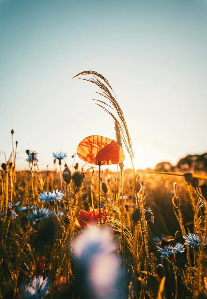 Des fleurs prises en contre-jour dans un champ